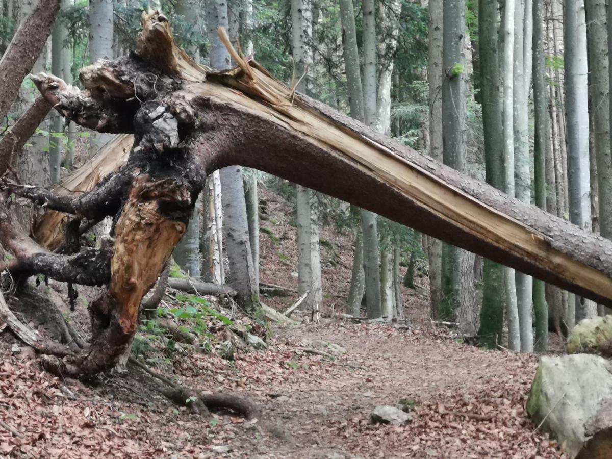 Ferienlandhaus Alpinum 렌그레스 외부 사진